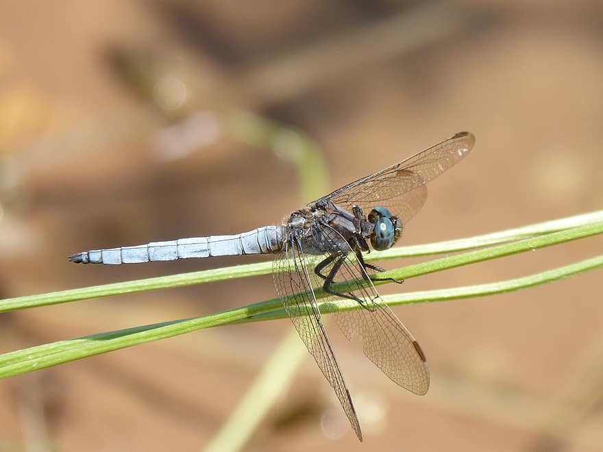 Dragonfly, Orthetrum Brunneum, Blue Dragonfly, Parot Pruïnos, Stem