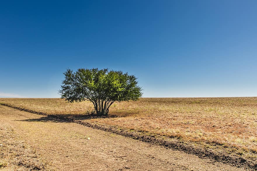 Lone Tree, Badlands, Arid, Barren, Solitude, Dry, Desolate, Tree, Landscape, Nature, Erosion