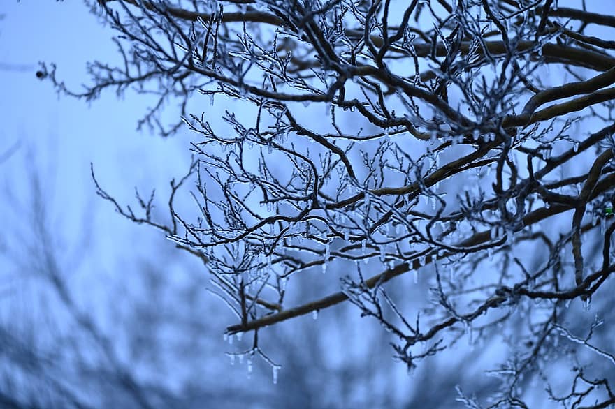 strom, zimní, zamrzlý, Studený, Příroda, venku, větev, modrý, sezóna, les, list