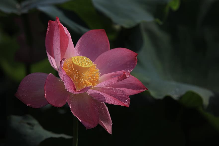 Lotus, Blume, pinke Blume, Regentropfen, Wassertropfen, Lotus Blume, blühen, Blütenblätter, rosa Blütenblätter, Flora, Wasserpflanze