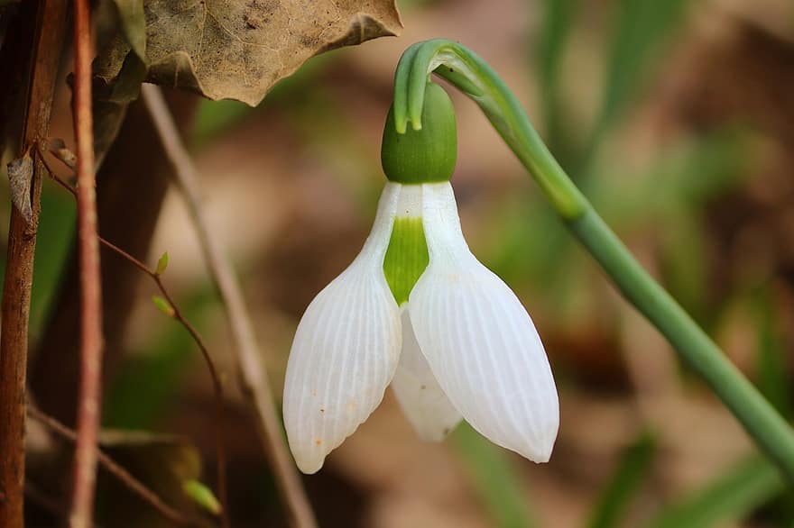 Snowdrop, Flower, Plant, Petals, White Flower, Bloom, Blossom, Spring, Spring Flower, Signs Of Spring, Early Bloomer