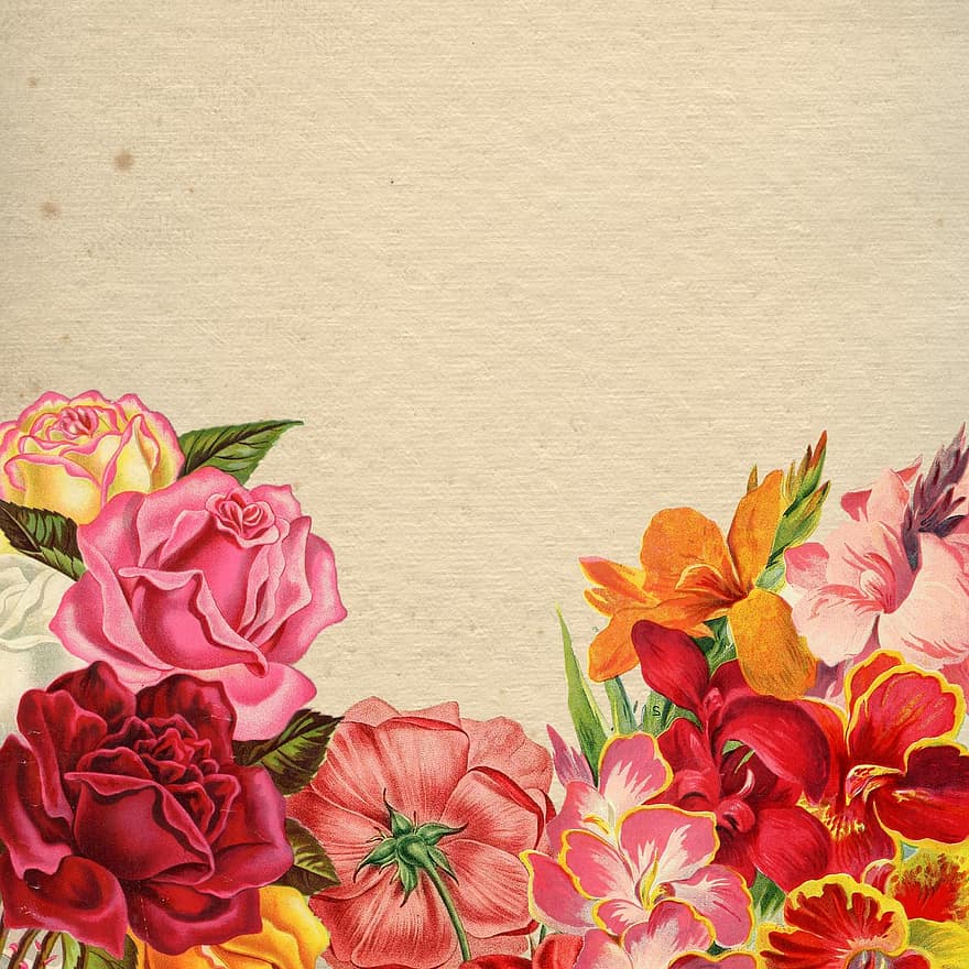 zieds, ziedu, pušķis, fona, sarkans, rozā, pieauga, vintage, papīrs, vecs, romantisks