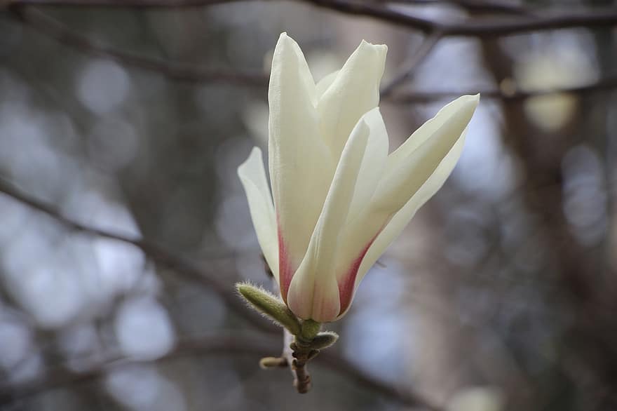 magnolia, bunga, menanam, kelopak, Magnolia Amoena, berkembang, mekar, tanaman berbunga, tanaman hias, flora, alam