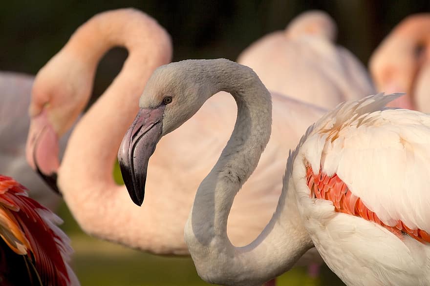 flamingo, kuş, doğa, tüyler, fauna, egzotik, yaban hayatı, hayvan, gaga, egzotik kuşlar, hayvanat bahçesi