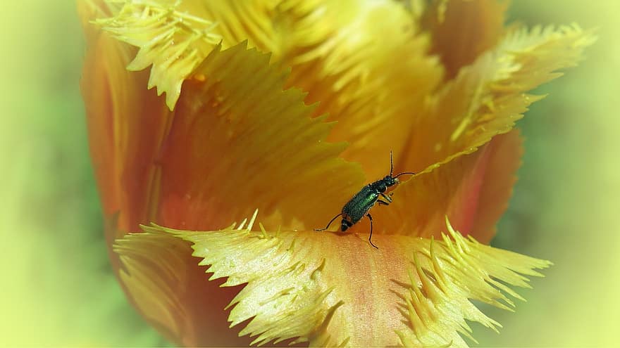 Tulpe, Crispa-Tulpe, Käfer, Insekt, Makro, Nahansicht, Frühling