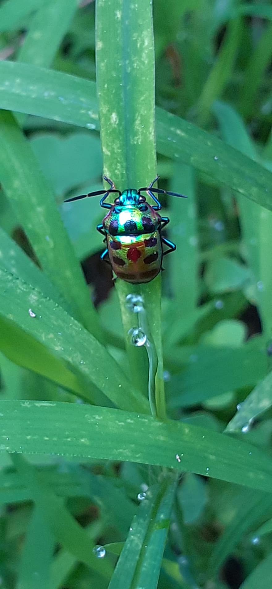 Grøn Jewel Bug, juvelbug, insekt