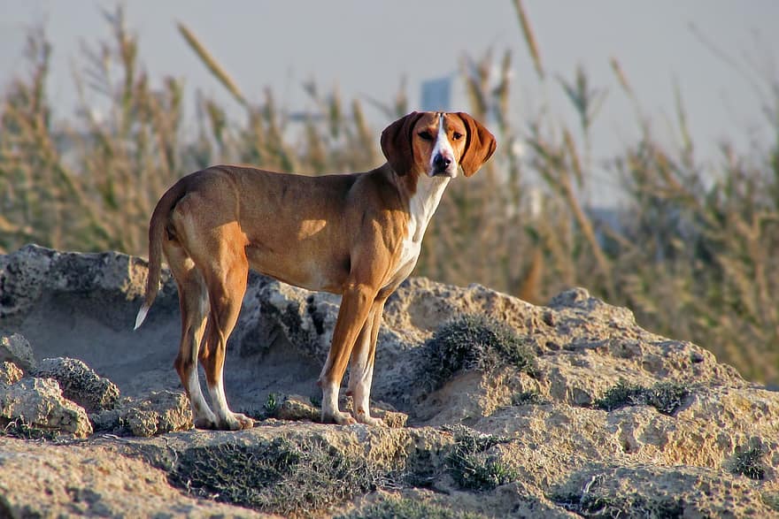 Dog, Stray Dog, Pet, Canine, pets, cute, purebred dog, puppy, looking, hound, summer