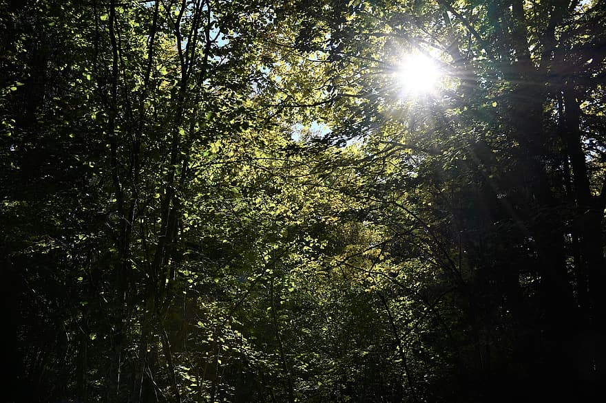 rừng, Thiên nhiên, cây, lá, tán lá, chi nhánh, gỗ, mặt trời, ánh sáng mặt trời, Im lặng, Lá cây
