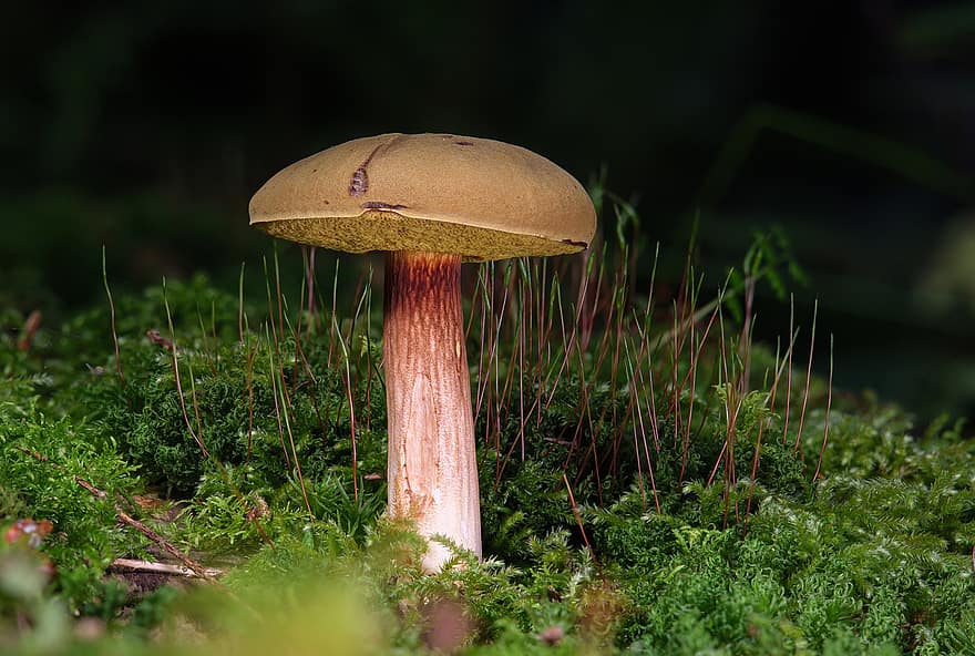 гриб, красный белый гриб, Herbstr, Подберезовик, мох, лесной гриб