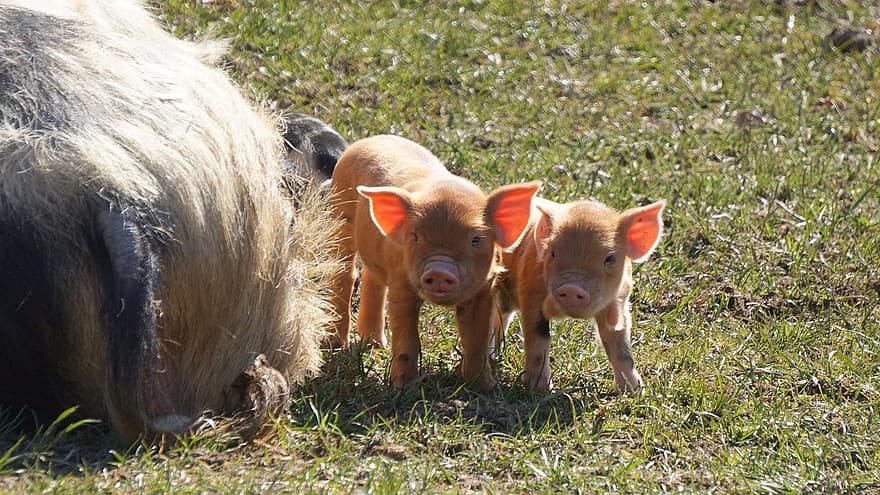 поросята, свиньи, животные, ферма, свинья, поросенок, младенец, маленький, милый, двор, трава