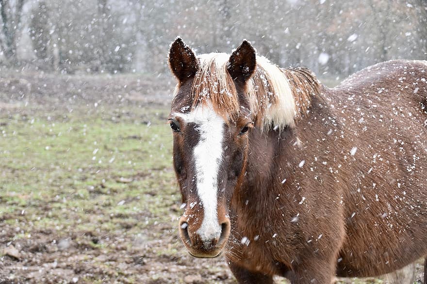 zirgs, zirgu dzimtas dzīvnieki, krēpes, pļava, sniegs, dzīvnieku, galvu, jāšana ar zirgu, zīdītāju