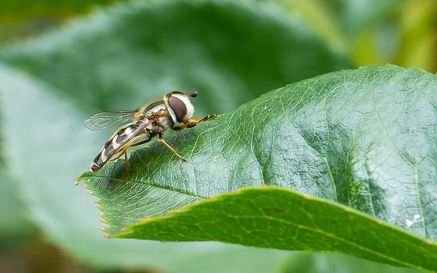 Insect, Hoverfly, Leaf, Green, Wing, Nature, Summer, Garden
