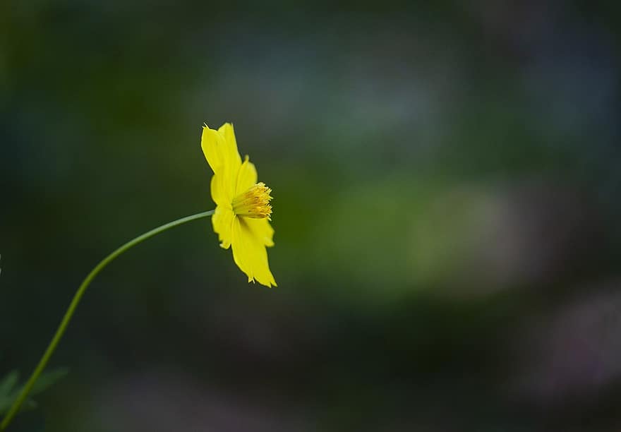 цветок, желтый цветок, природа, желтый, зеленого цвета, завод, крупный план, летом, весна, макрос, лист