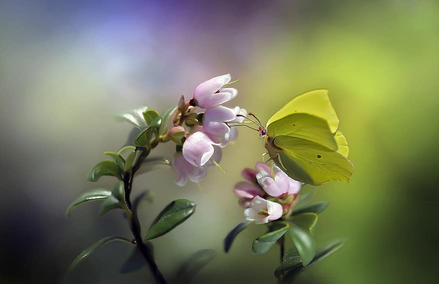 pospolita siarka, motyl, owad, kwiat, skrzydełka, roślina, ogród, Natura, zbliżenie, lato, zielony kolor
