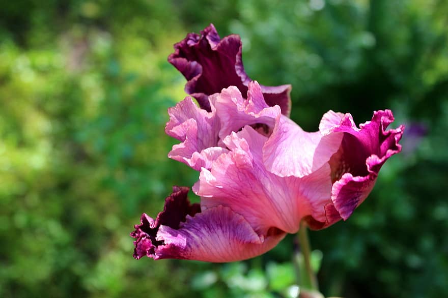 iris, bunga, bunga merah muda, kelopak merah muda, kelopak, berkembang, mekar, flora, pemeliharaan bunga, hortikultura, botani
