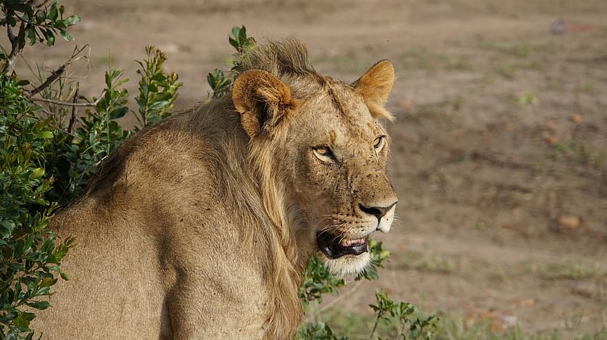 Lion, animal, mammifère, prédateur, faune, safari, zoo, la nature, photographie de la faune, région sauvage, fermer
