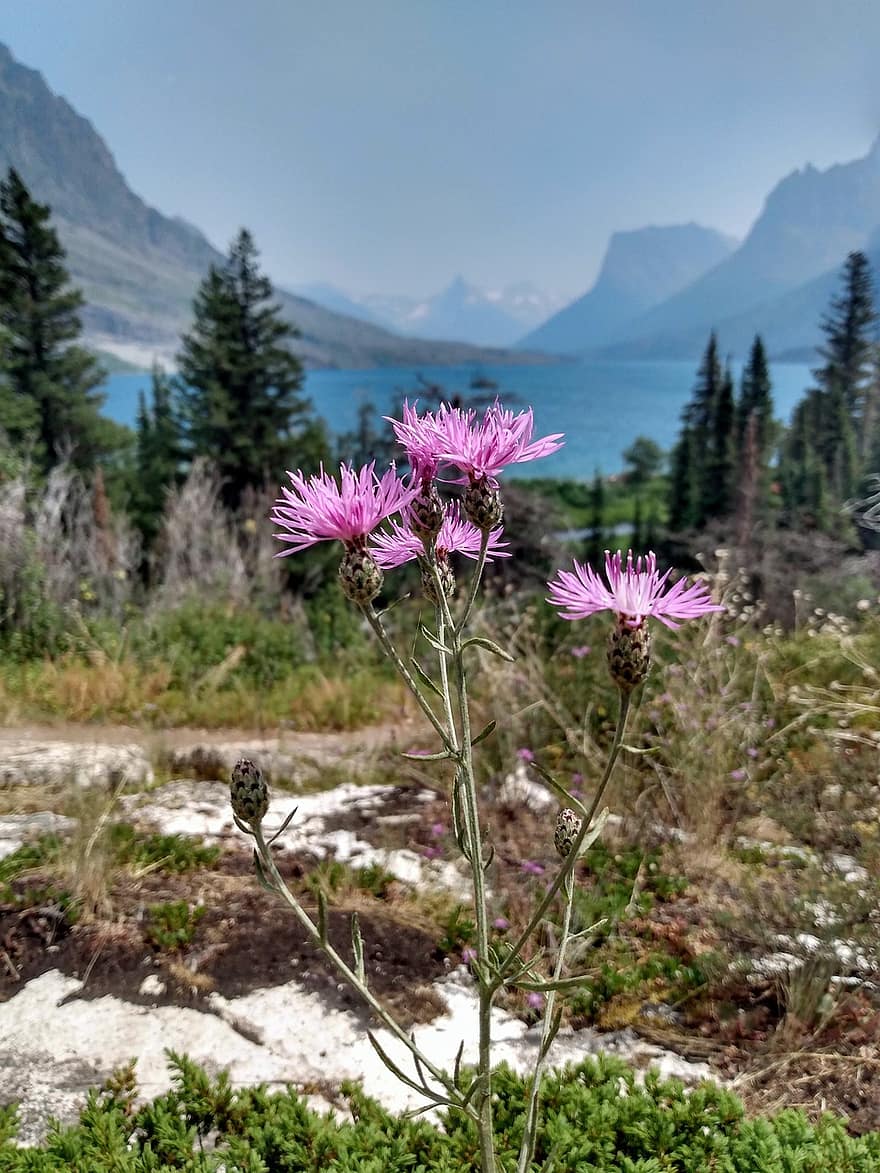 những bông hoa, màu tím, hồ nước, núi, công viên quốc gia sông băng, Thiên nhiên, hoa, Montana, ngoài trời, phong cảnh, Nước