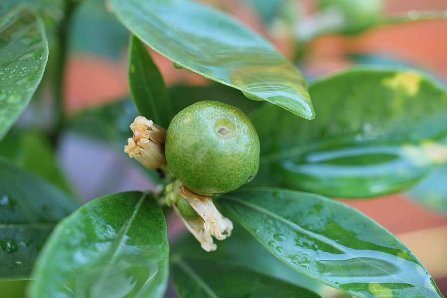 citrusové ovoce, zelená, vybledlý, listy, kapka vody