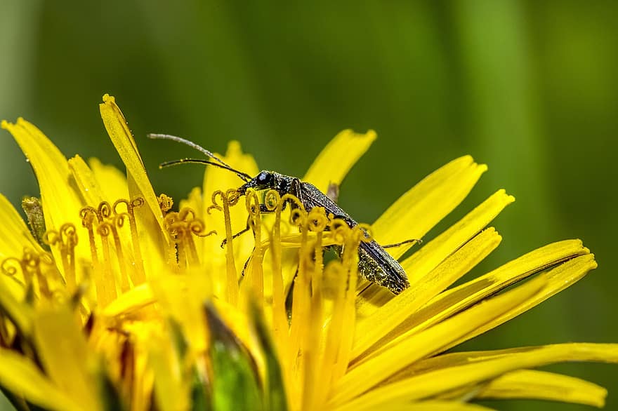 billen, gul blomst, bille, insekt, entomologi, makro, skadedyr, makrofotografering, forår, blomst, tæt på