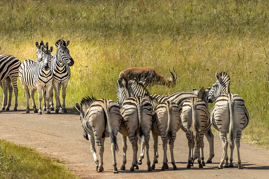 zebra, strisce, mammifero, natura, safari, animale, Africa, animali allo stato selvatico, a strisce, animali safari, mandria