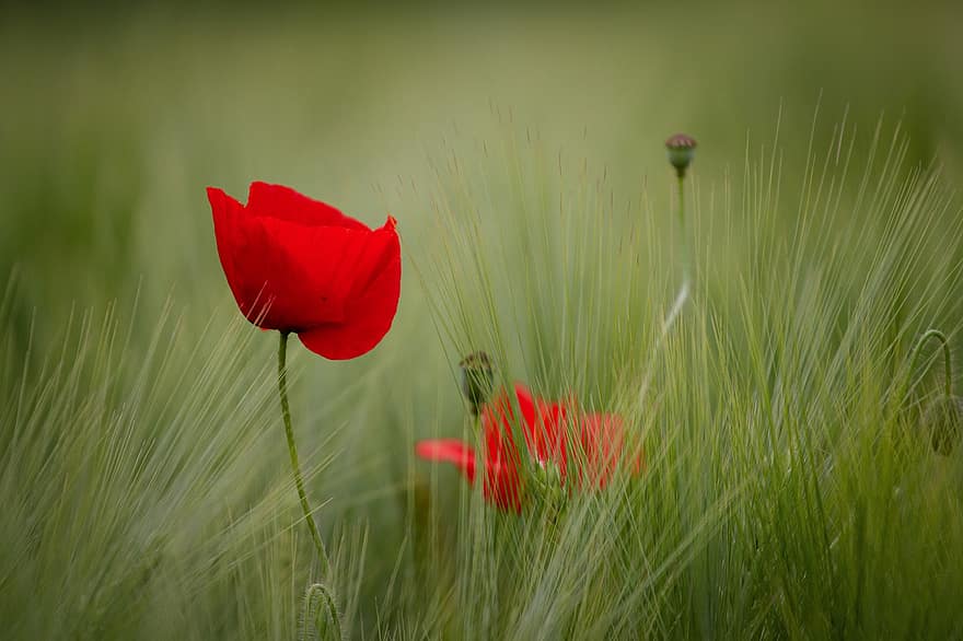 Flowers, Poppy, Wheat, Close Up, Nature, Field, Growth, Botany, Bloom, grass, green color