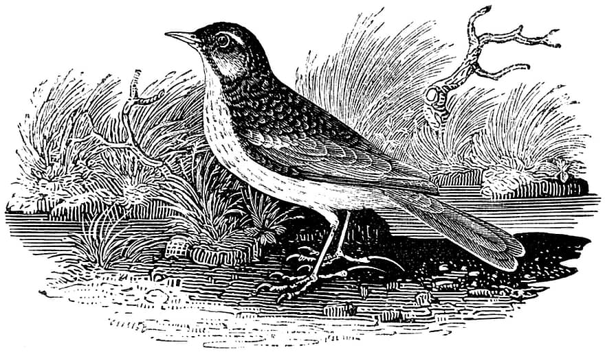 Meadow Pipit, Bird, Songbird, Moorland, Engraving, Vintage, Nature, Drawing, Line Drawing, Line Art, Isolated