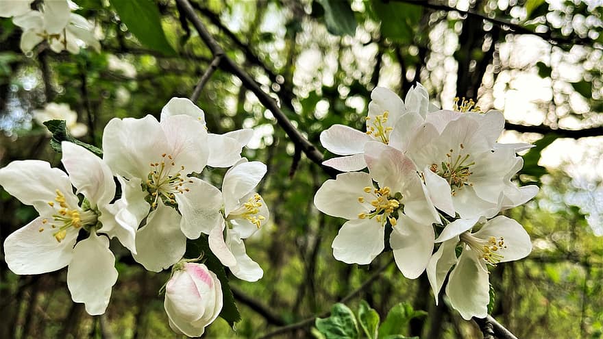 Flowers, Tree, Nature, Botany, Bloom, Blossom, Petals, Blooming, White