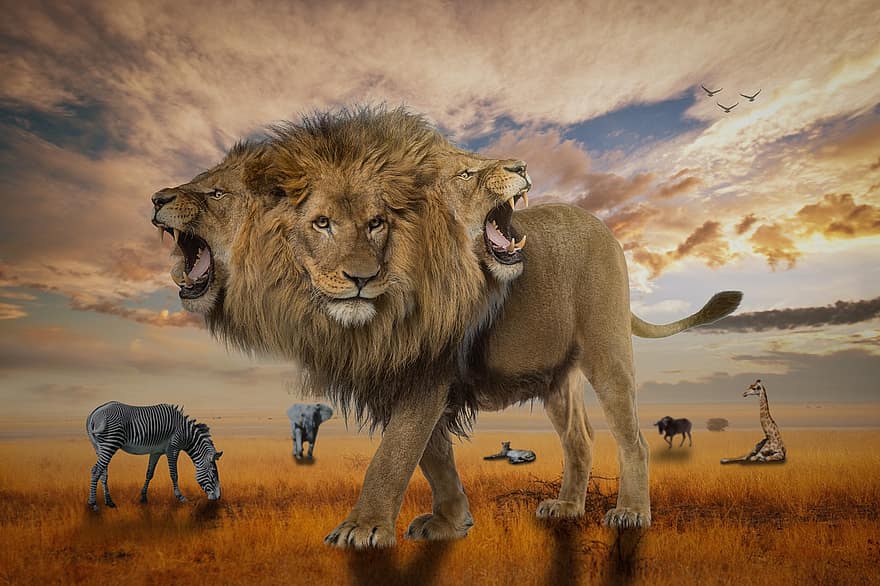 Lew, Trzygłowy lew, Afryka, safari, Zwierząt, zebra, żyrafa, słoń, lampart, antylopa, niebo