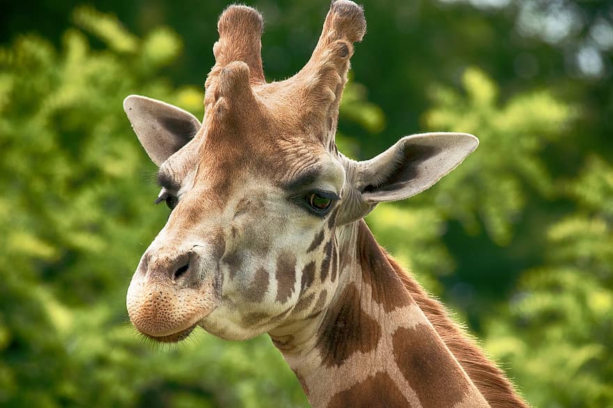 giraff, afrika, Zoo, huvud, däggdjur, rolig, söt, växtätare, safari, uppgifter, nacke