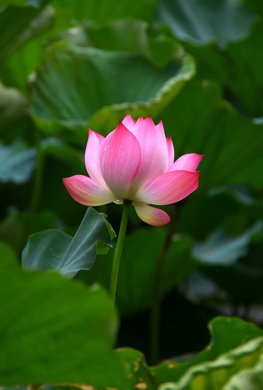 lotosas, gėlė, augalų, žiedlapių, rožinė gėlė, vandens lelija, Indijos lotosas, šventas lotosas, Indijos pupelės, Egipto pupelė, lapai