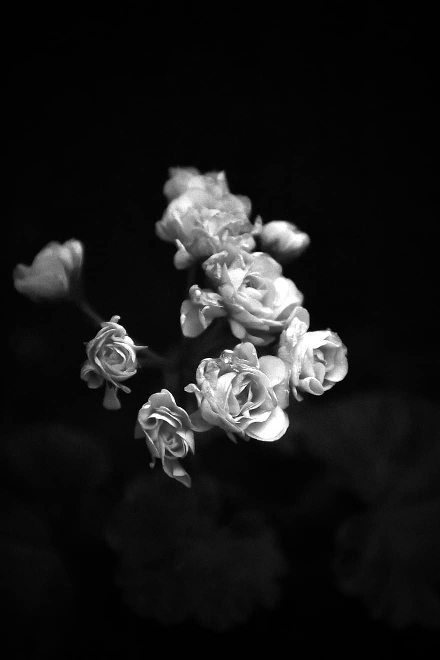 çiçek, gül, bitki örtüsü, Çiçek açmak, makro fotoğrafçılık, duvar kağıdı