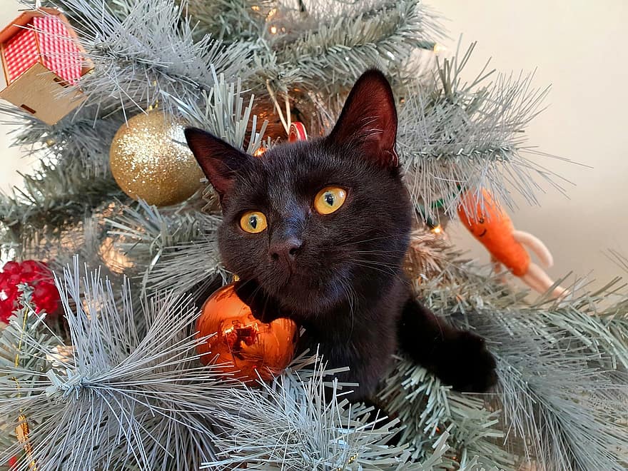 pisică, Brad de Crăciun, animal de companie, pisica neagra