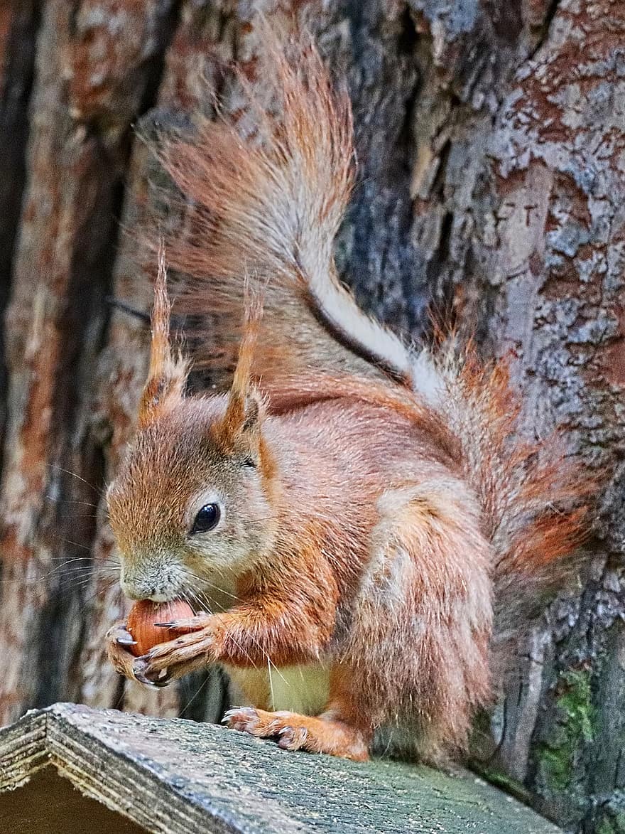 Squirrel, Rodent, Tree, Walnut, Mammal, Animal