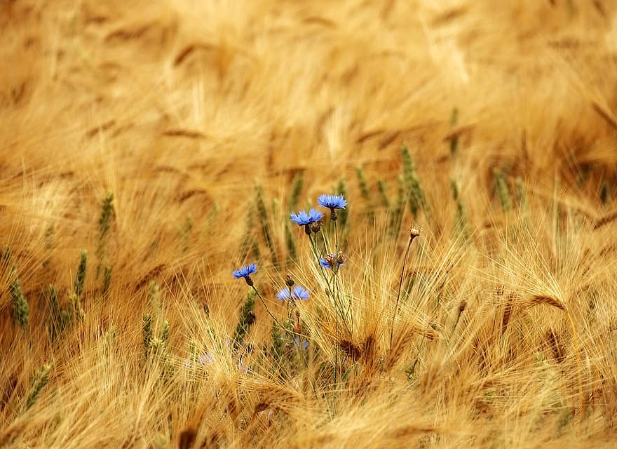 Kornblume, Blumen, Feld, blaue blumen, blühen, Wildblumen, Pflanzen, Gras