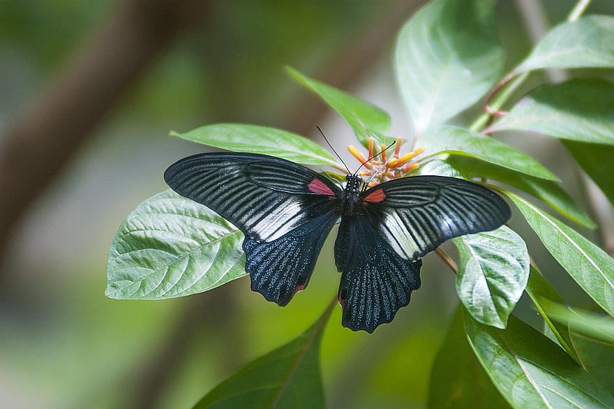 borboleta, ao ar livre, natureza, inseto, colorida, asas, jardim, insetos, animais selvagens, habitat, borboletas