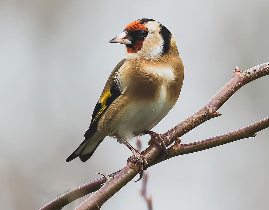 Goldfinch, Bird, Perched, Animal, Feathers, Plumage, Beak, Bill, Bird Watching, Ornithology, Animal World