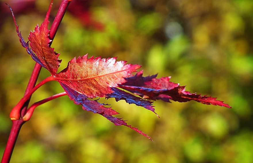 もみじ、葉、秋、紅葉、赤い葉、ブランチ、木、工場、自然