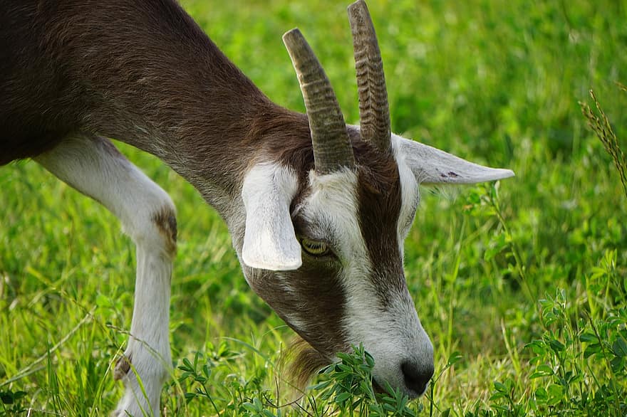 Goat, Animal, Nature, Creature, Horns, Mammals, Eating, Grass, Farm, Rural