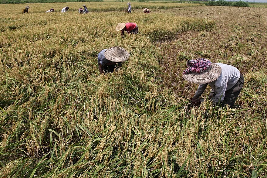 rīsu lauks, lauksaimniekiem, ražu, rīsi, kultūru, darbiniekiem, lauksaimniecības darbinieki, novākšana, saimniecība, jomā, lauksaimniecība