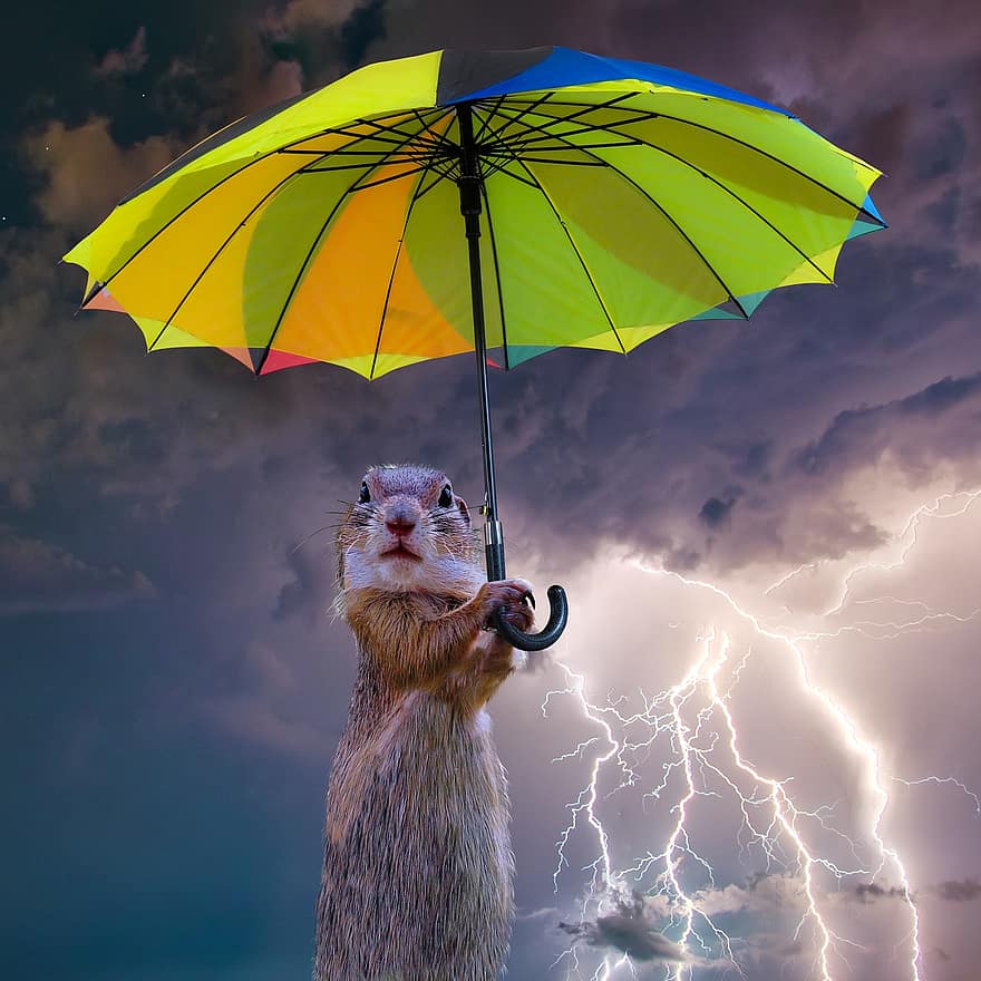djur, paraply, komponera, regn, åskväder, storm, skydd, meerkat, skärm, moln, väder