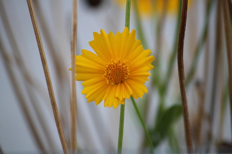 Кореопсис ланцелистий, квітка, жовта квітка, пелюстки, жовті пелюстки, цвітіння, флора, природи, Рослина