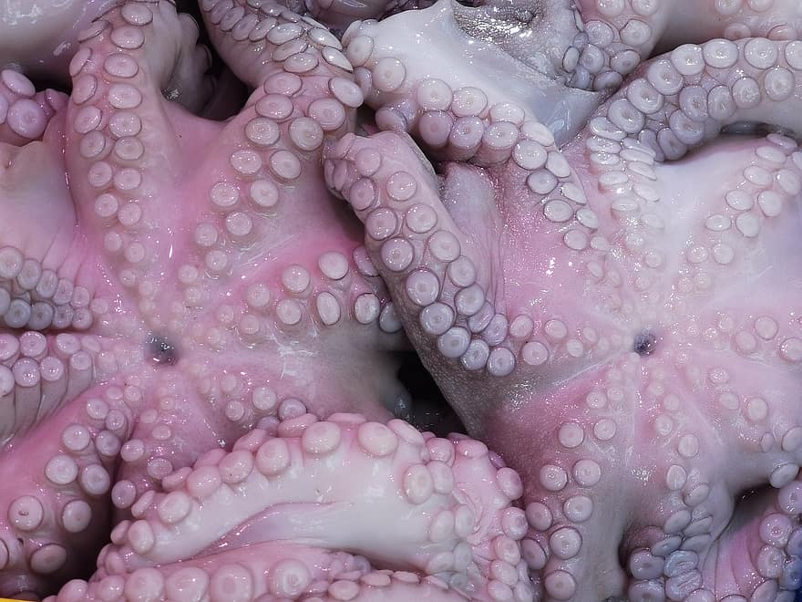 cumi-cumi, gurita, hewan, makhluk, makhluk laut, tentakel, makanan laut, sungut, makanan, merapatkan, latar belakang