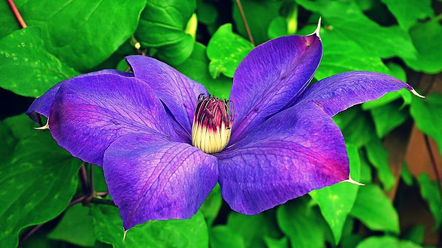 clematide, fiore, fiore viola, petali, petali viola, fioritura, fiorire, flora, pianta, natura