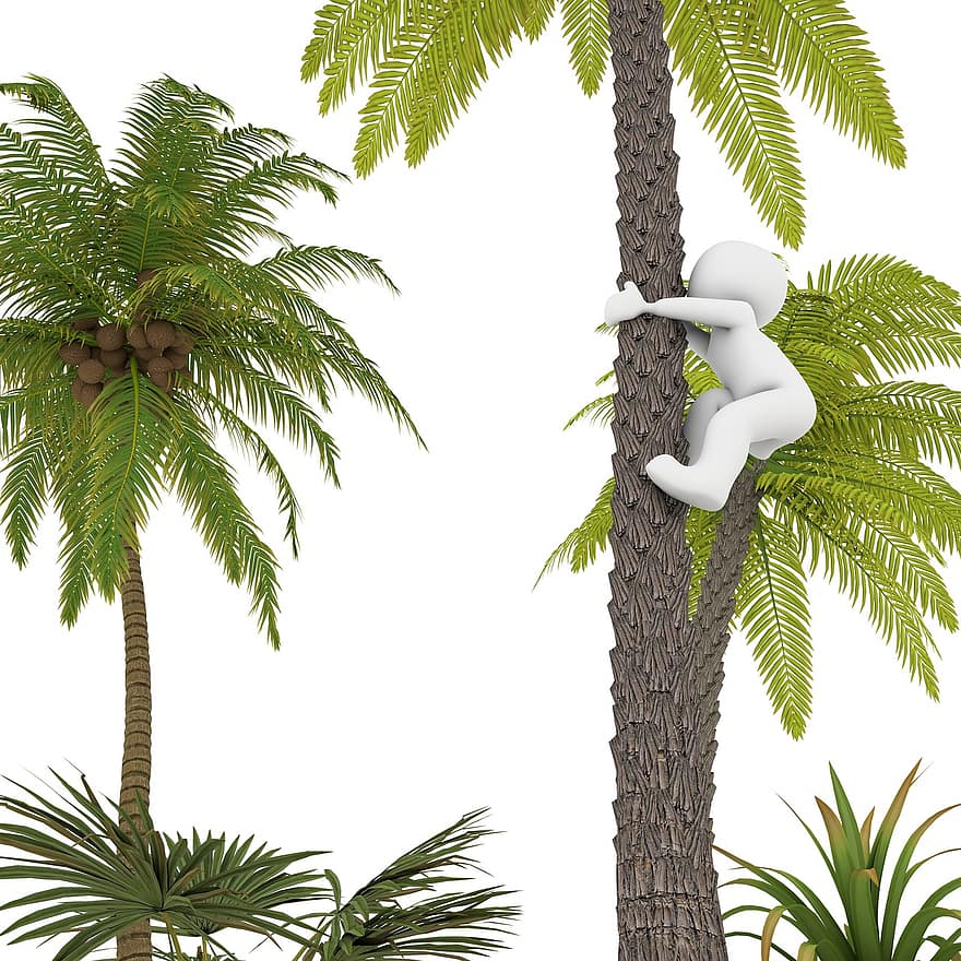 palmu, brīvdienas, pludmale, kokosriekstu, vasarā, koks