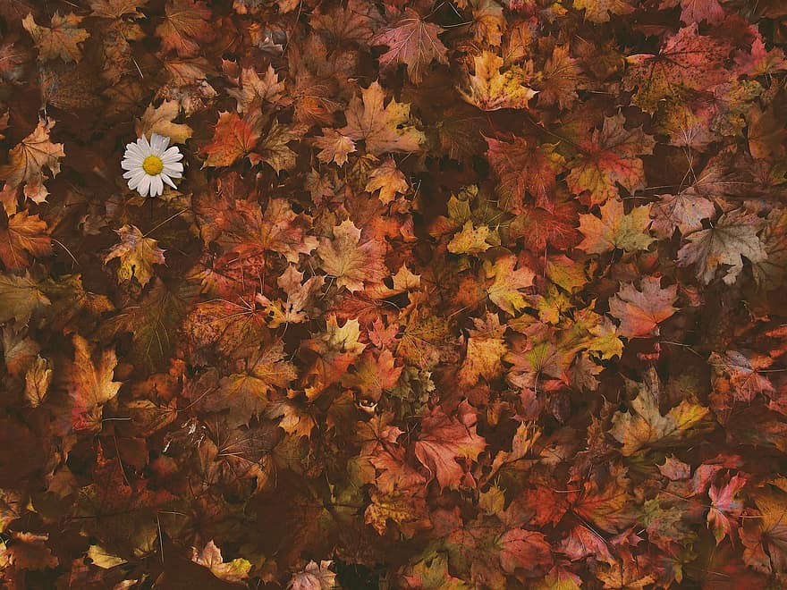 ősz, levelek, lombozat, őszi levelek, őszi lombozat, őszi színek, őszi szezon, esik lombozat, narancssárga levelek, narancssárga lombozat, erdő