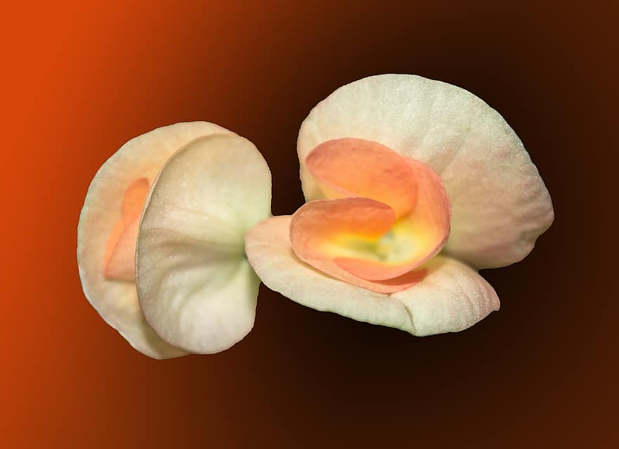 flor, color taronja, floral