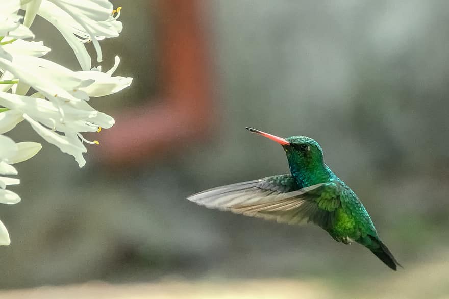 bird, hummingbird, flowers, nature, animal, close-up, beak, feather, outdoors, multi colored, green color