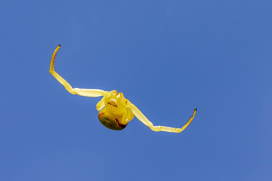 желтый, паук, золотой краб паук, Misumena Vatia, закрыть, подвешенный, на открытом воздухе, крошечный, маленький, ошибка, красочный