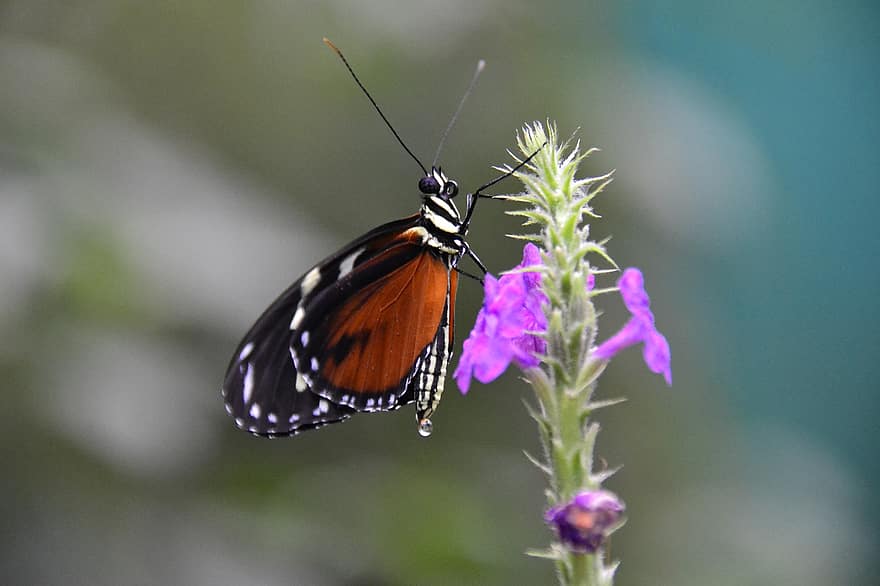 kupu-kupu, bunga, menyerbuki, penyerbukan, serangga, serangga bersayap, sayap kupu-kupu, berkembang, mekar, flora, fauna