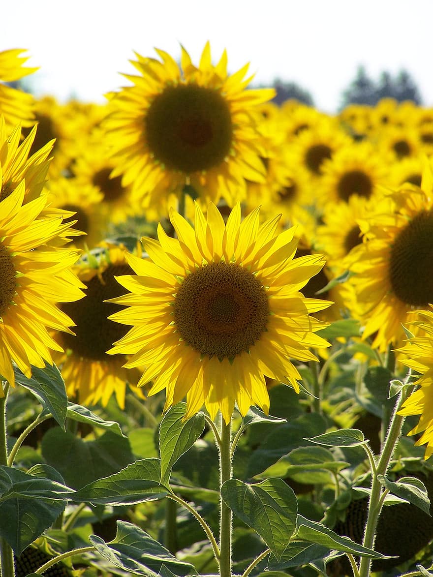 bunga matahari, berkembang, benih, minyak sayur, sehat